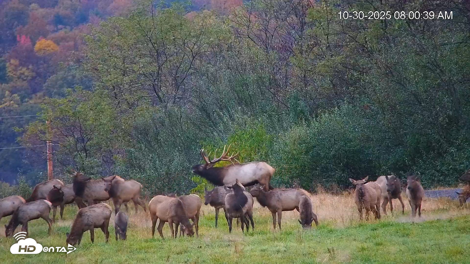 Snapshot of Virginia Elk Live Webcam taken Oct 30, 2025, 8:01am EDT