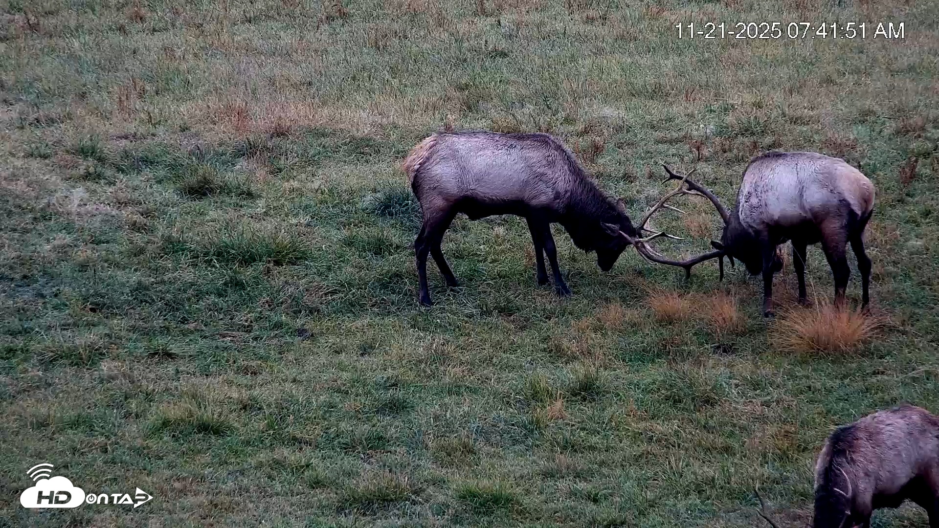 Snapshot of Virginia Elk Live Webcam taken Nov 21, 2025, 7:42am EST