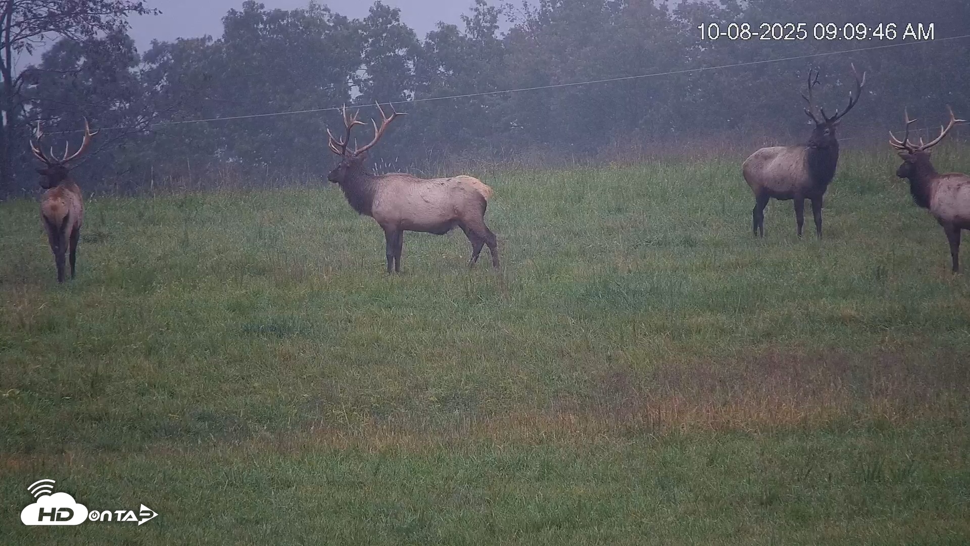 Snapshot of Virginia Elk Live Webcam taken Oct 8, 2025, 9:10am EDT