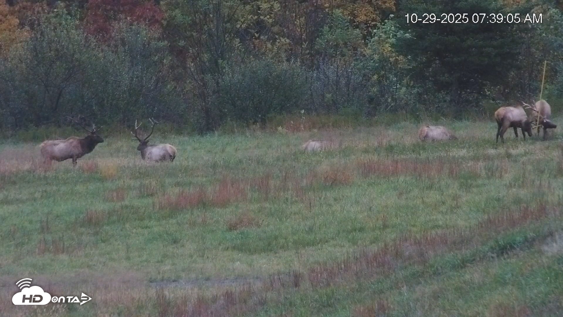 Snapshot of Virginia Elk Live Webcam taken Oct 29, 2025, 7:39am EDT