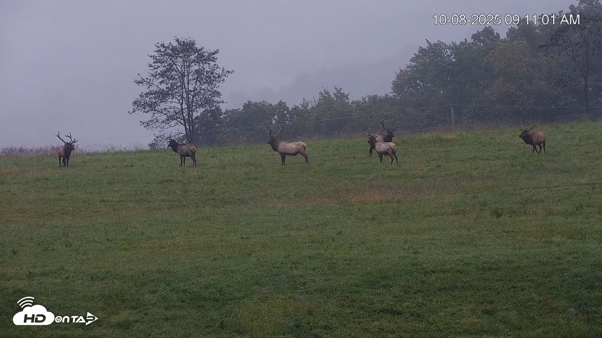Snapshot of Virginia Elk Live Webcam taken Oct 8, 2025, 9:11am EDT