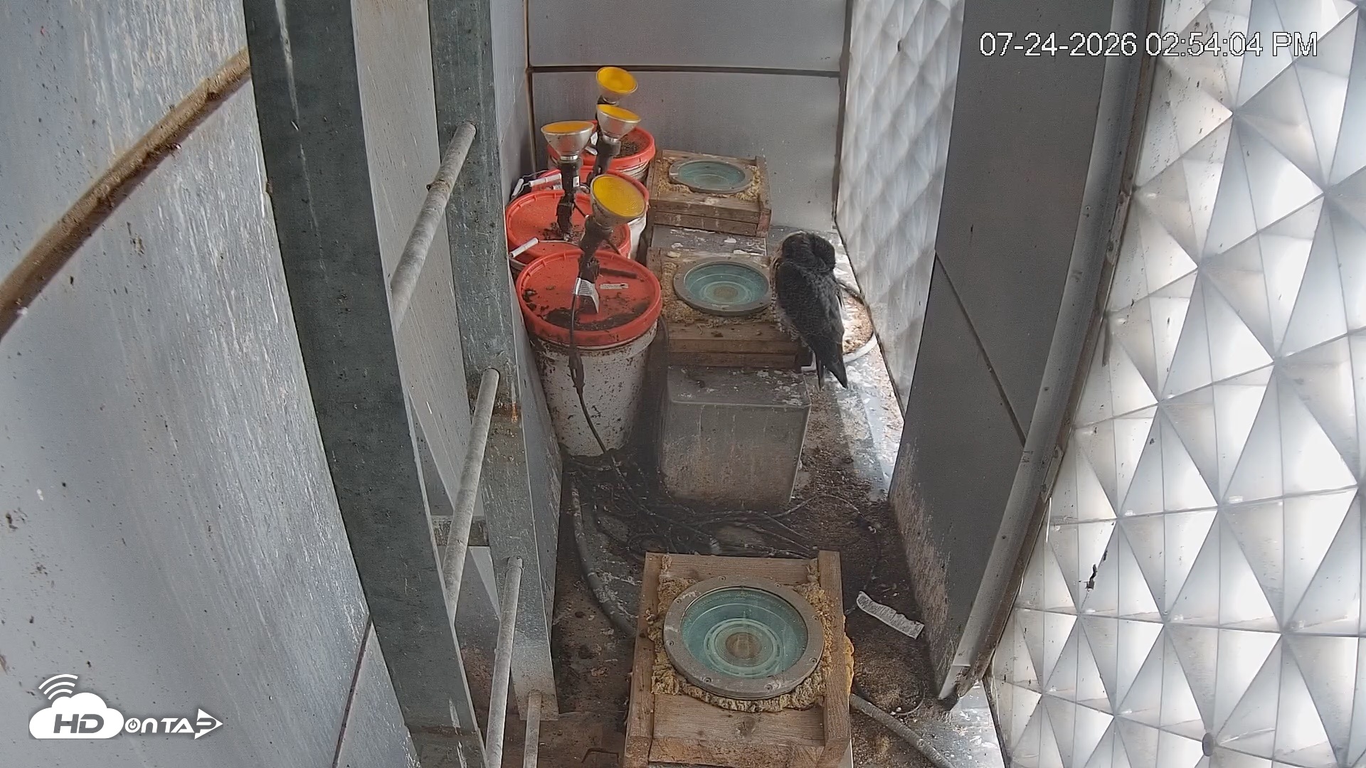 Snapshot of Reston Town Center Falcon Live Cam taken Jul 24, 2026, 2:54pm EDT