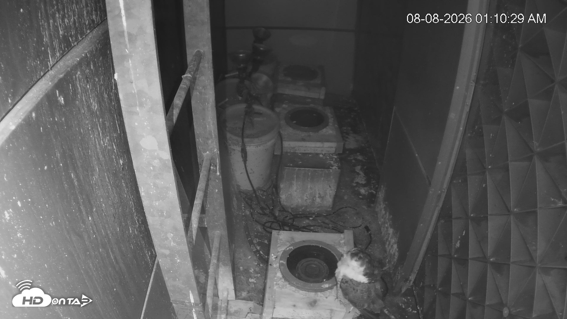 Snapshot of Reston Town Center Falcon Live Cam taken Aug 8, 2026, 1:11am EDT
