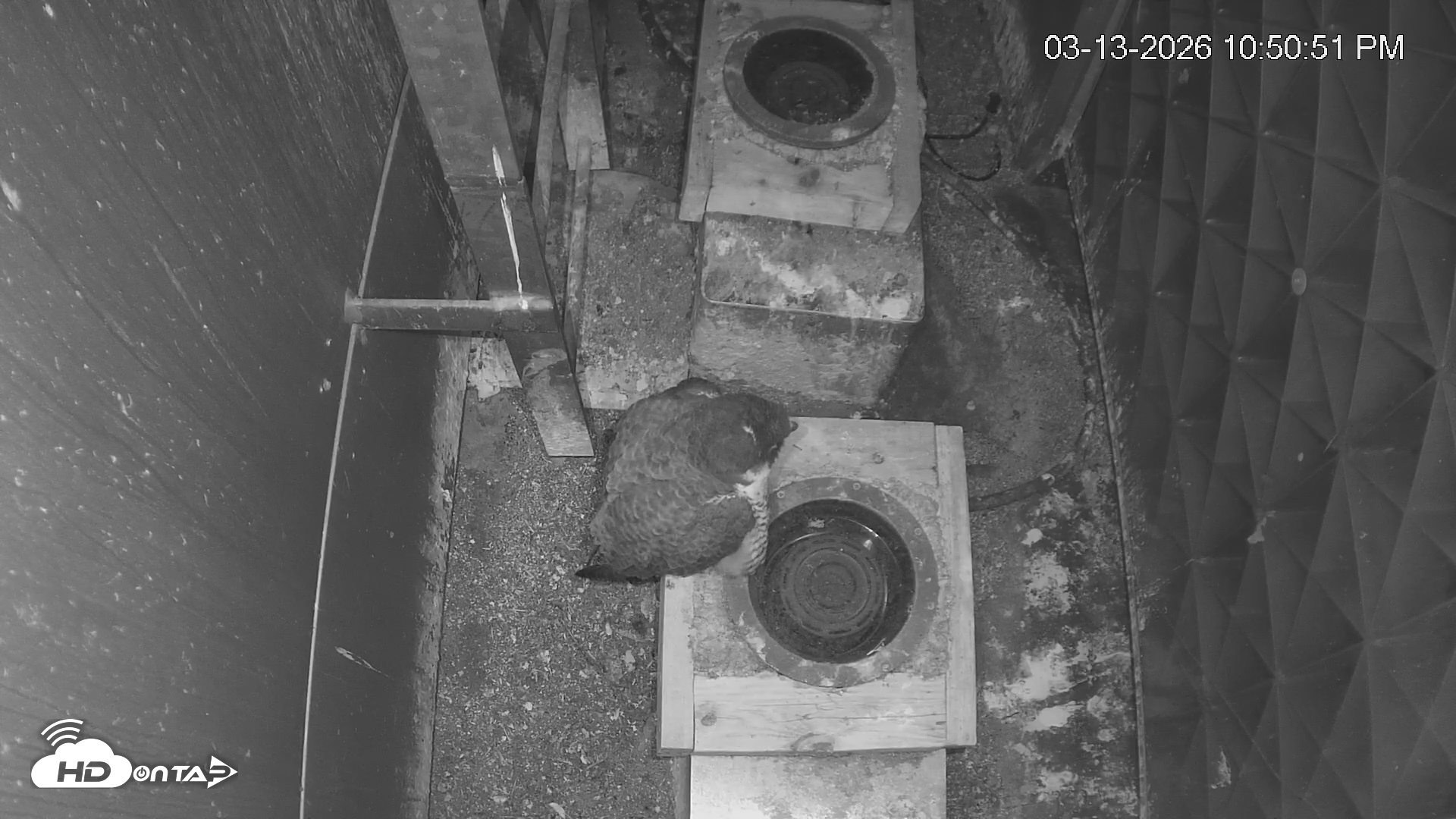 Snapshot of Reston Town Center Falcon Live Cam taken Mar 13, 2026, 10:51pm EDT