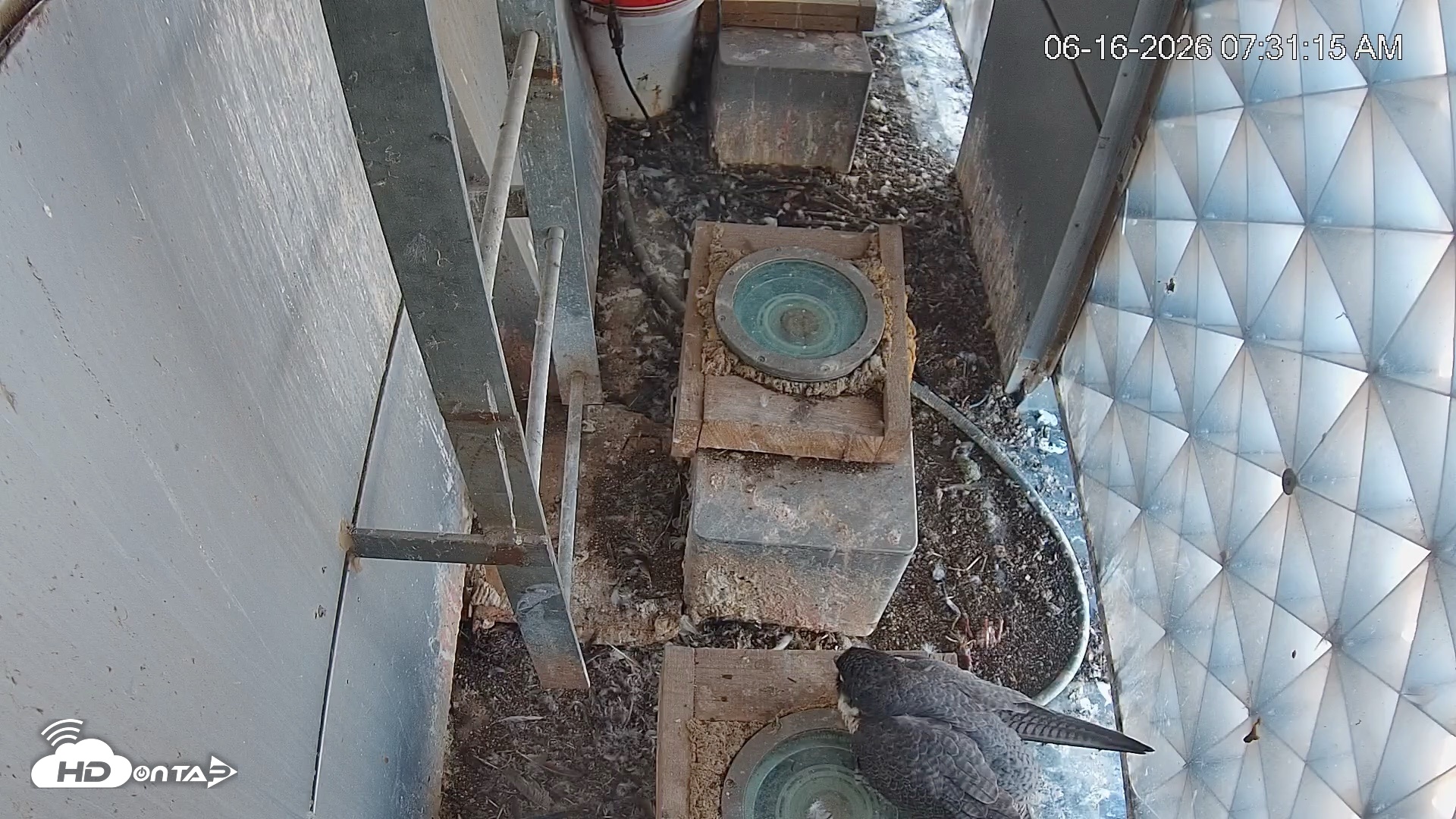 Snapshot of Reston Town Center Falcon Live Cam taken Jun 16, 2026, 7:32am EDT