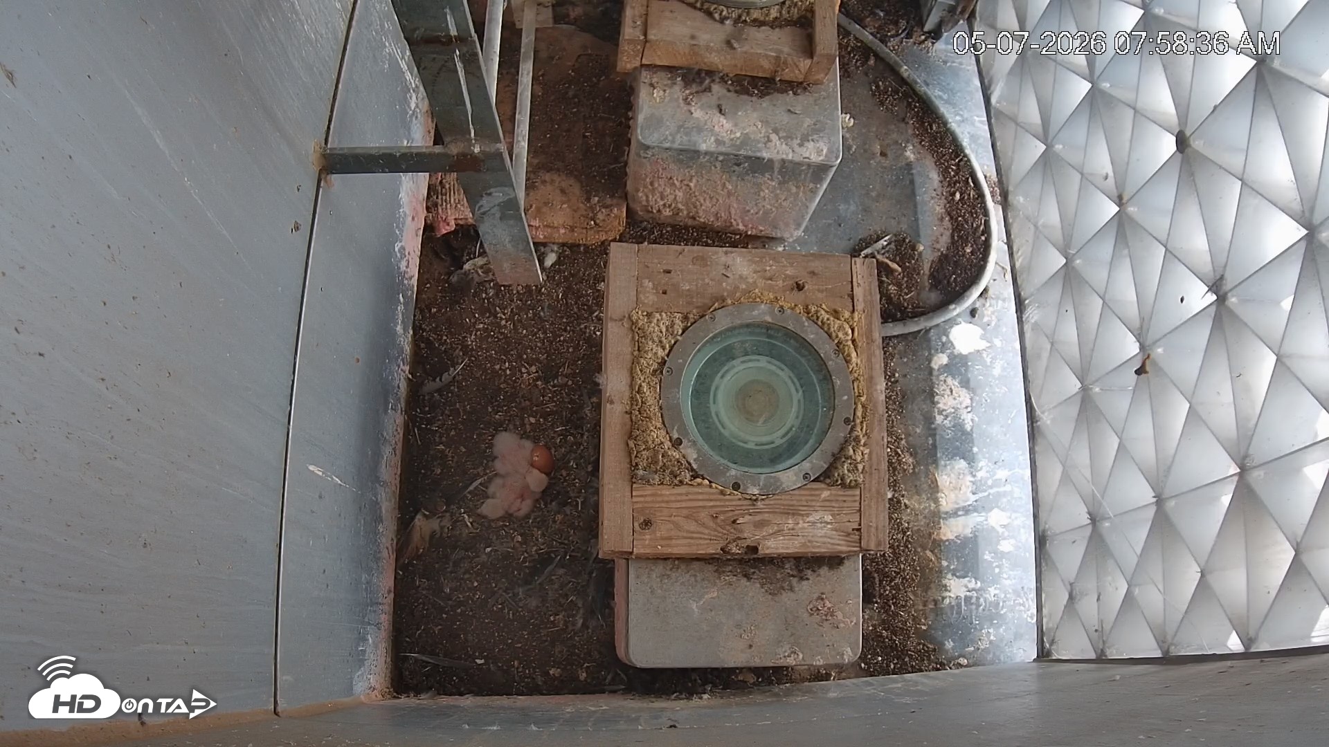 Snapshot of Reston Town Center Falcon Live Cam taken May 7, 2026, 7:59am EDT