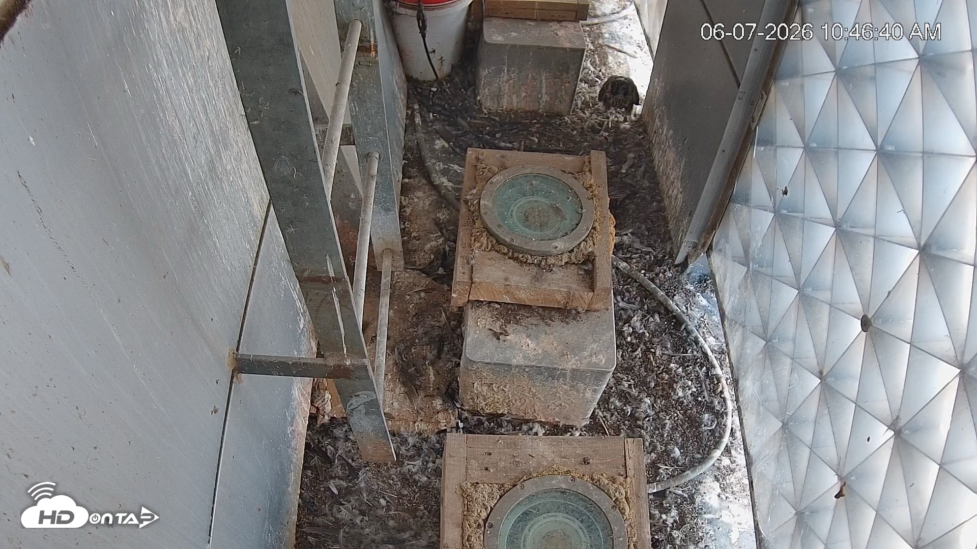 Snapshot of Reston Town Center Falcon Live Cam taken Jun 7, 2026, 10:47am EDT