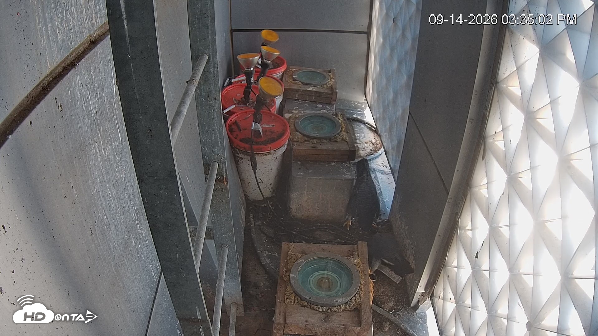Snapshot of Reston Town Center Falcon Live Cam taken Sep 14, 2026, 3:35pm EDT