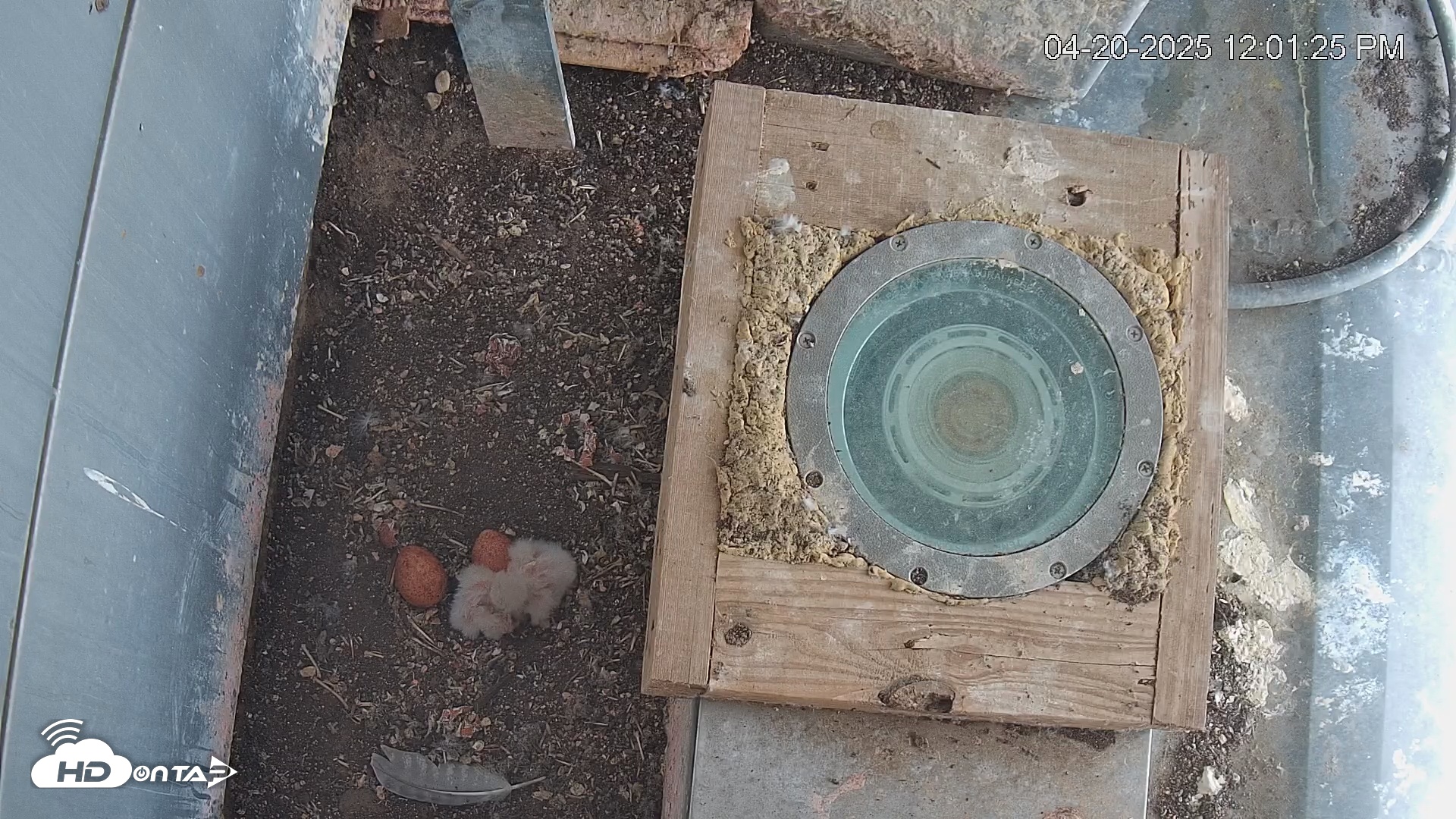 Snapshot of Reston Town Center Falcon Cam Live taken Apr 20, 2025, 12:02pm EDT