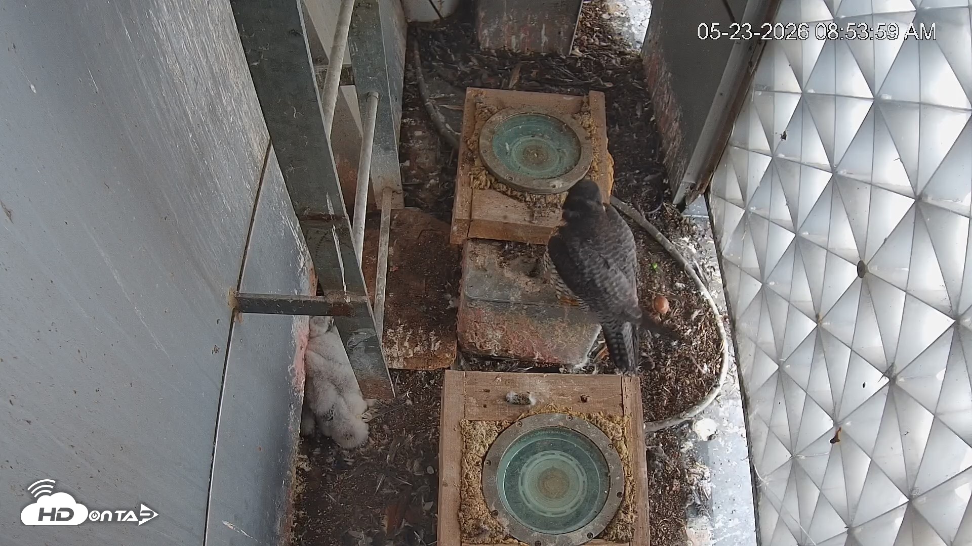Snapshot of Reston Town Center Falcon Live Cam taken May 23, 2026, 8:54am EDT