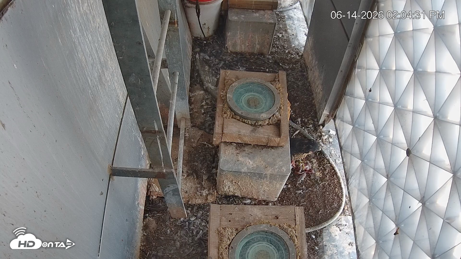 Snapshot of Reston Town Center Falcon Live Cam taken Jun 14, 2026, 2:06pm EDT