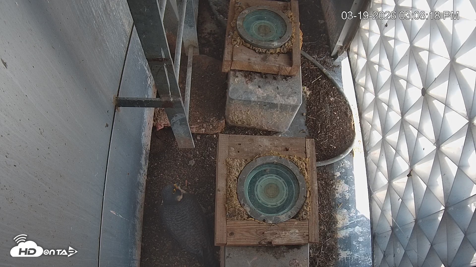 Snapshot of Reston Town Center Falcon Live Cam taken Mar 19, 2026, 3:09pm EDT