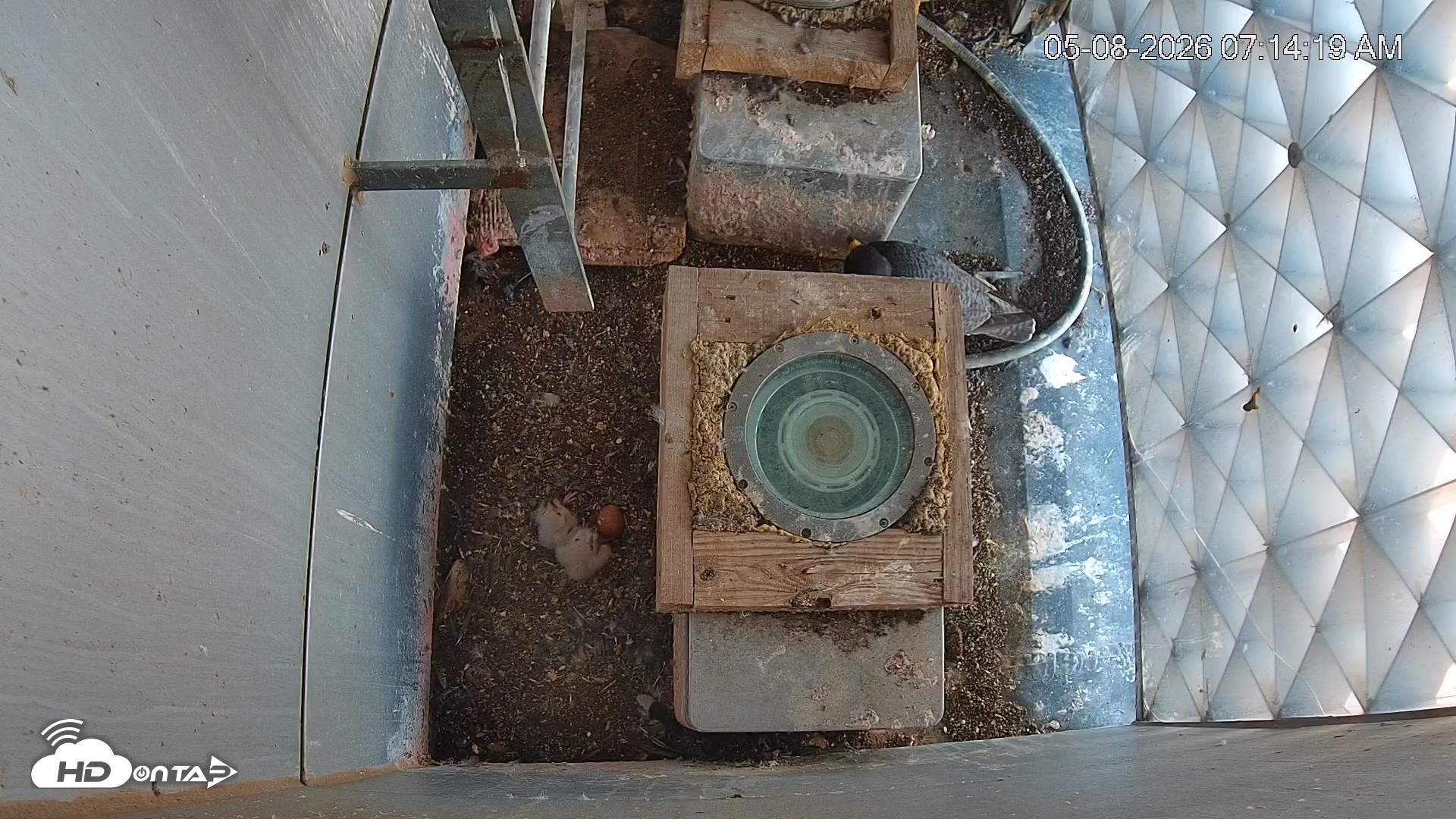 Snapshot of Reston Town Center Falcon Live Cam taken May 8, 2026, 7:15am EDT