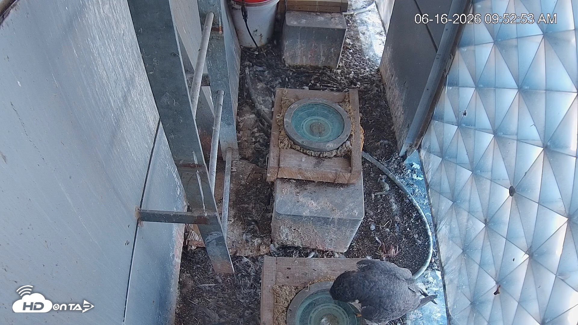 Snapshot of Reston Town Center Falcon Live Cam taken Jun 16, 2026, 9:53am EDT