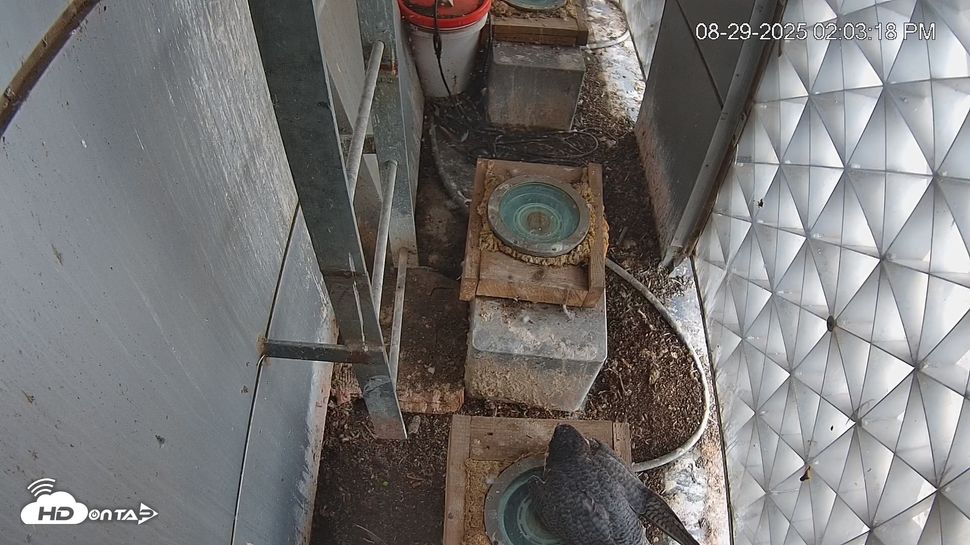Snapshot of Reston Town Center Falcon Cam Live taken Aug 29, 2025, 2:03pm EDT