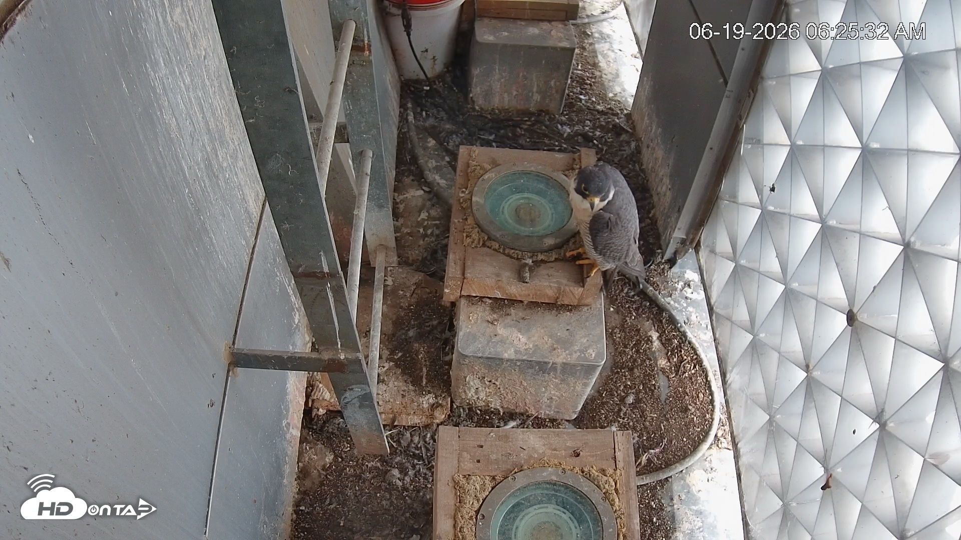 Snapshot of Reston Town Center Falcon Live Cam taken Jun 19, 2026, 6:26am EDT