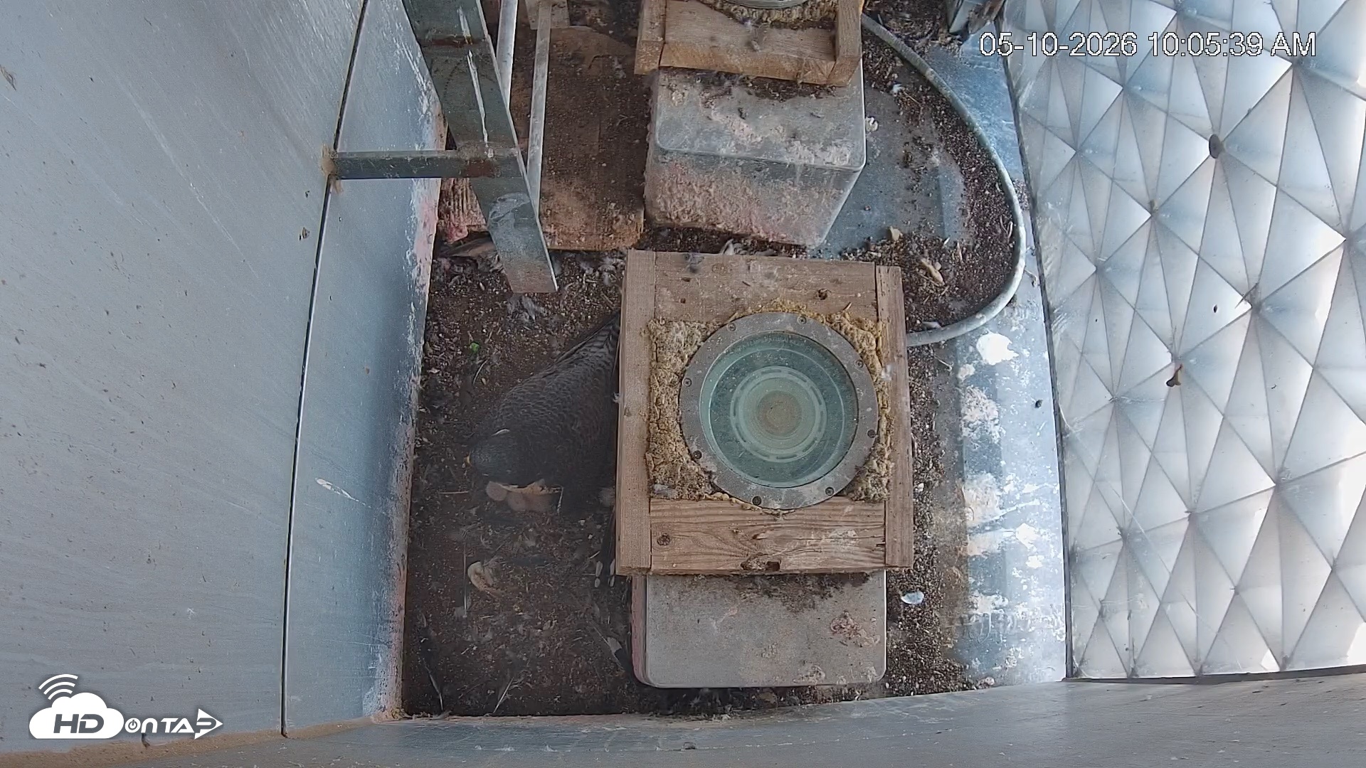 Snapshot of Reston Town Center Falcon Live Cam taken May 10, 2026, 10:06am EDT