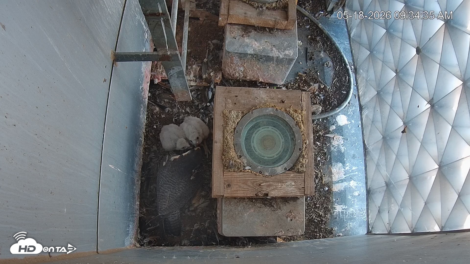 Snapshot of Reston Town Center Falcon Live Cam taken May 18, 2026, 9:35am EDT