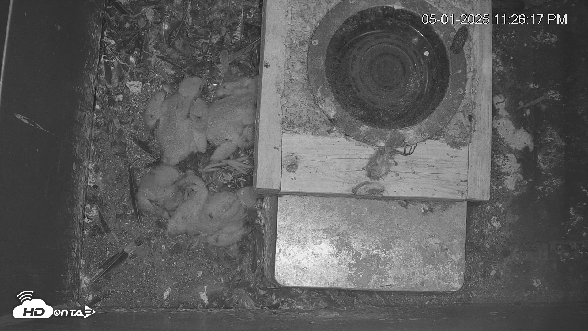 Snapshot of Reston Town Center Falcon Cam Live taken May 1, 2025, 11:26pm EDT