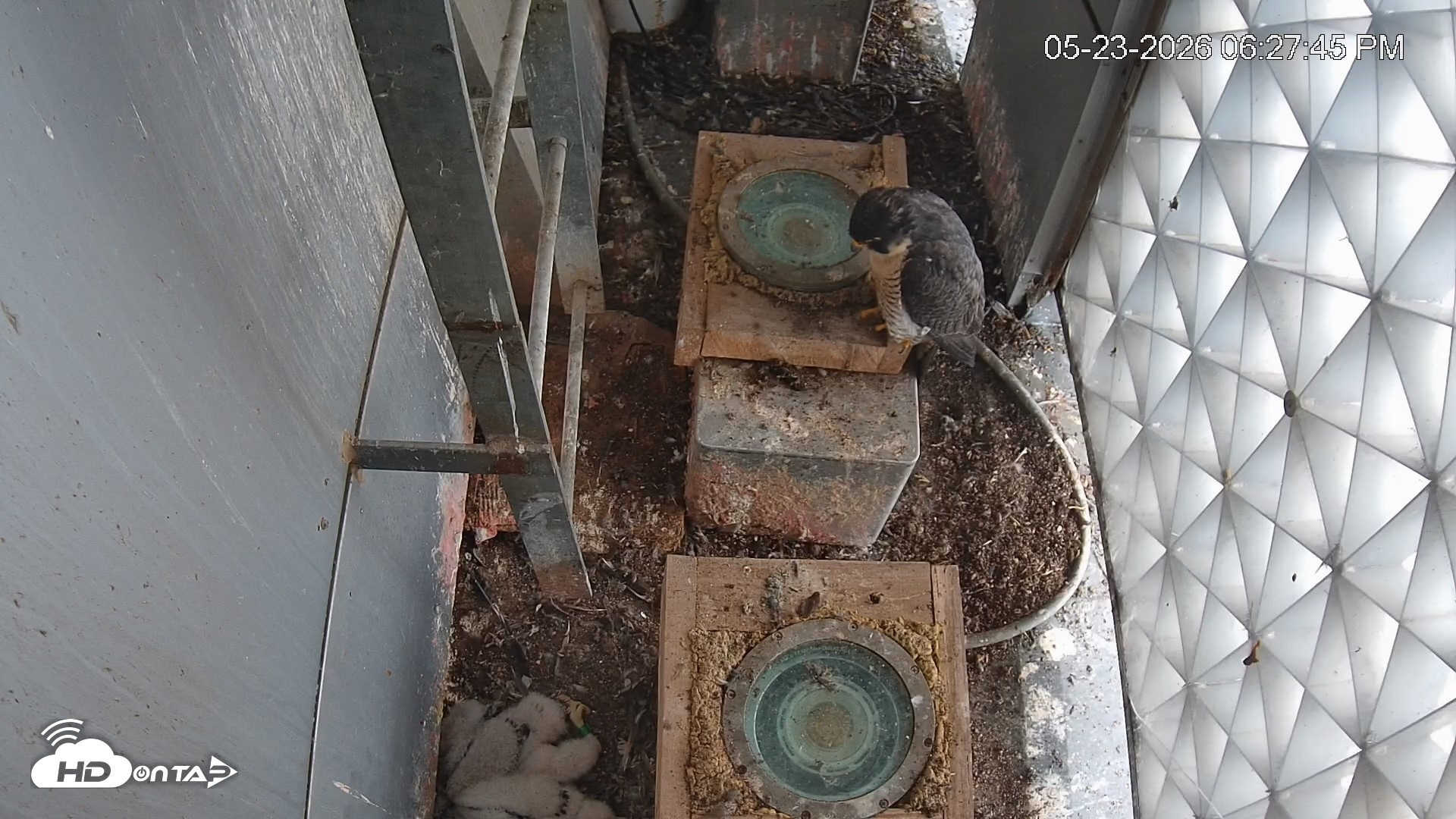 Snapshot of Reston Town Center Falcon Live Cam taken May 23, 2026, 6:28pm EDT