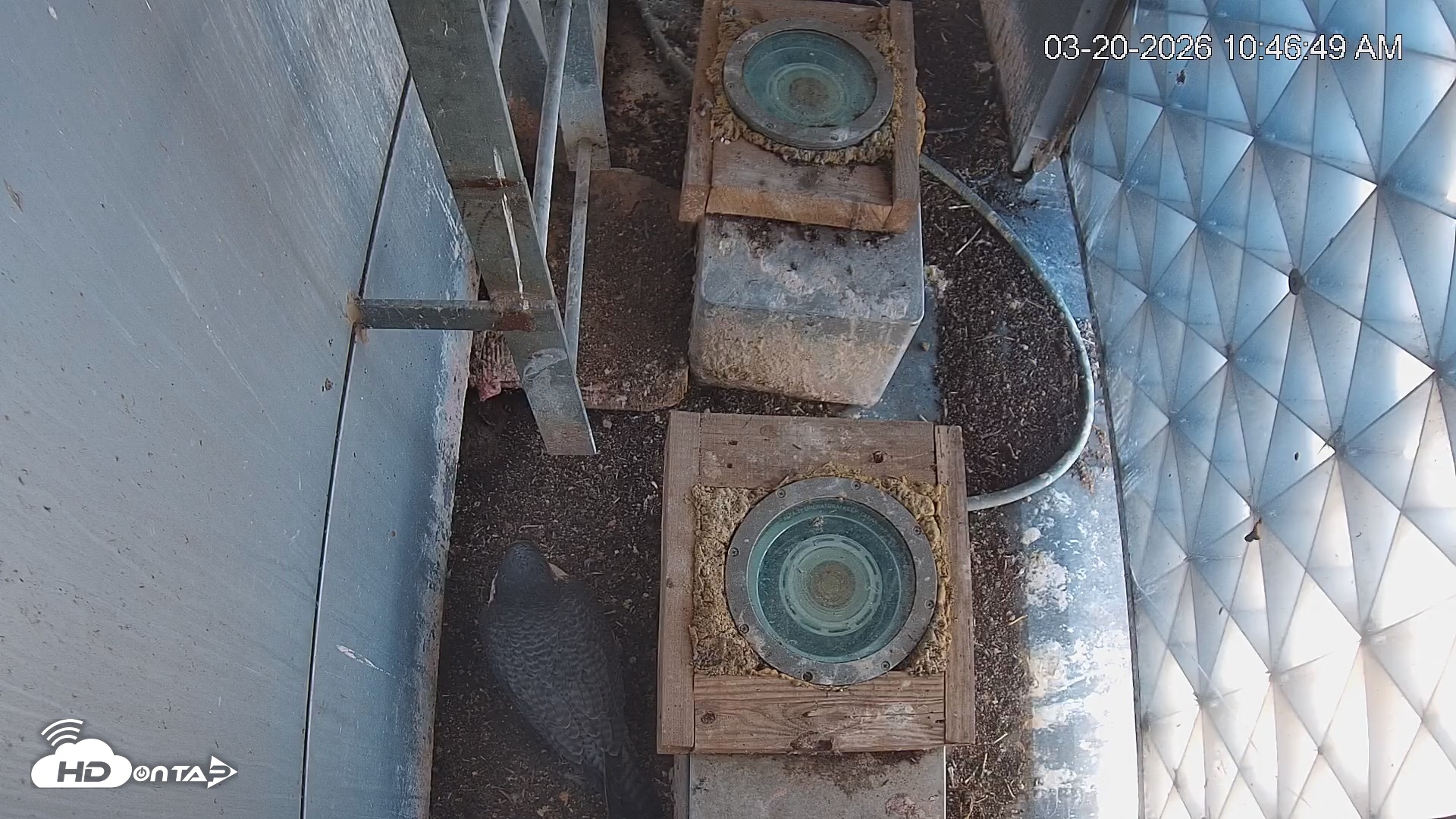 Snapshot of Reston Town Center Falcon Live Cam taken Mar 20, 2026, 10:47am EDT