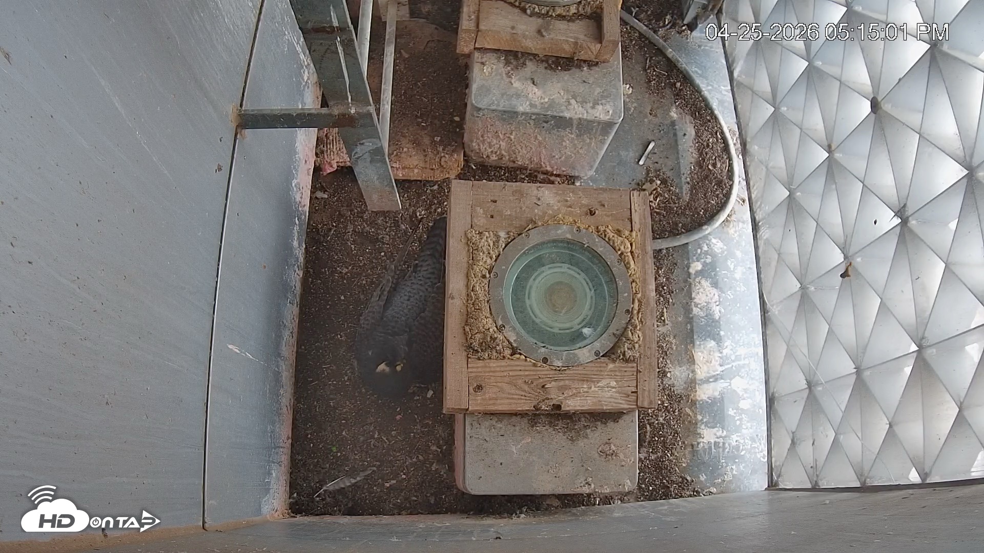 Snapshot of Reston Town Center Falcon Live Cam taken Apr 25, 2026, 5:16pm EDT