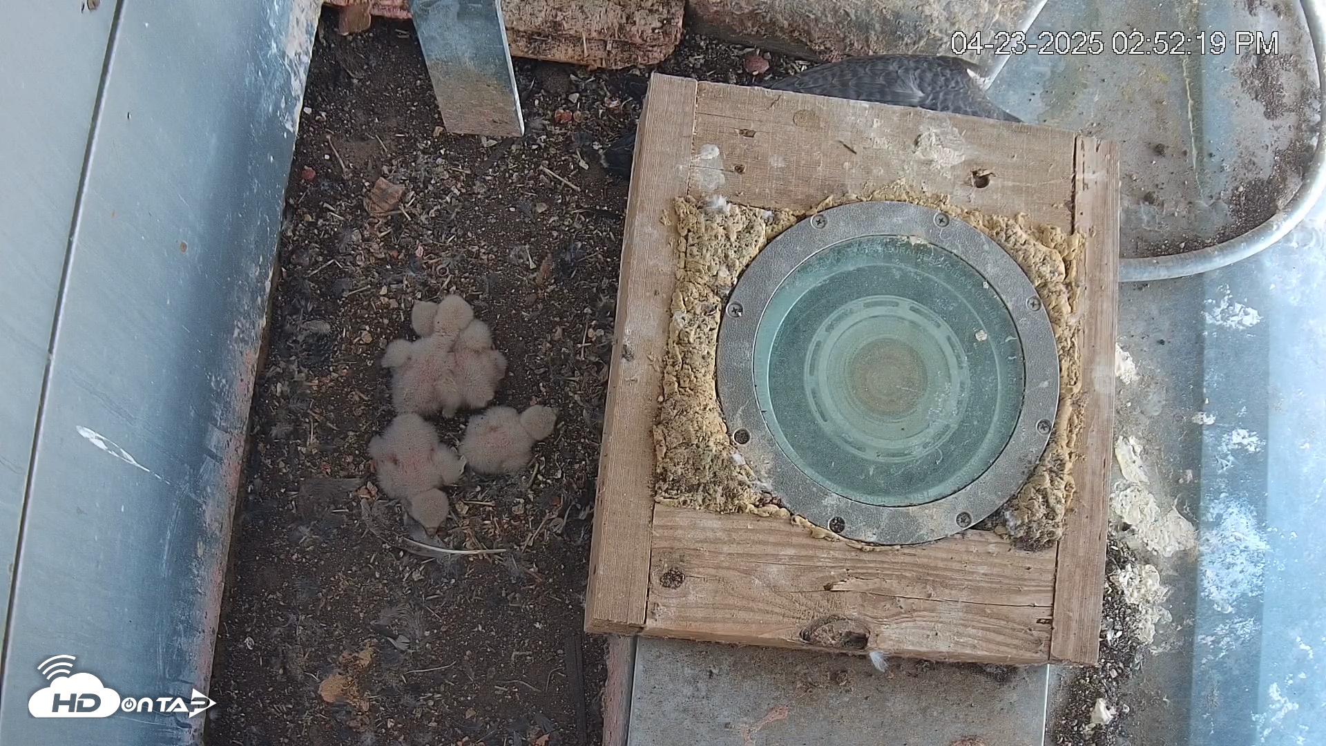 Snapshot of Reston Town Center Falcon Cam Live taken Apr 23, 2025, 2:53pm EDT
