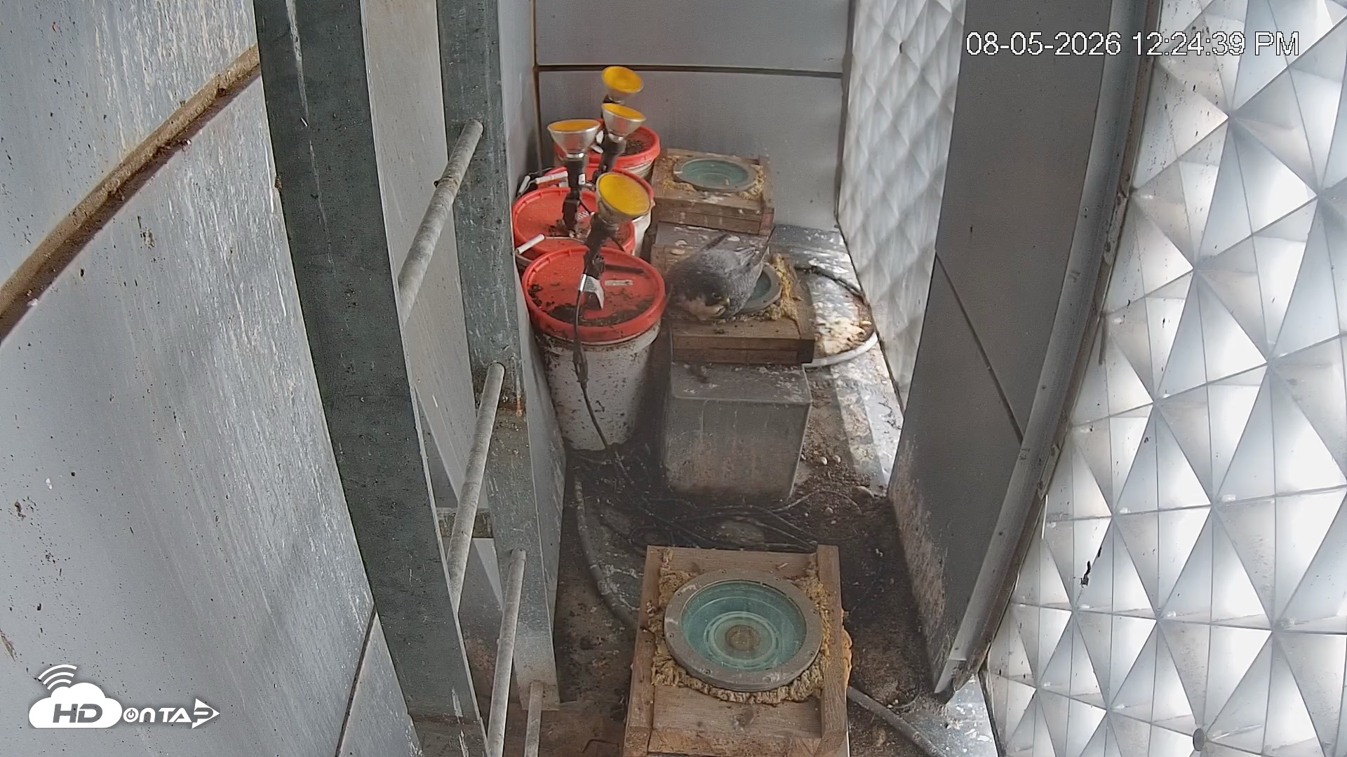 Snapshot of Reston Town Center Falcon Live Cam taken Aug 5, 2026, 12:25pm EDT