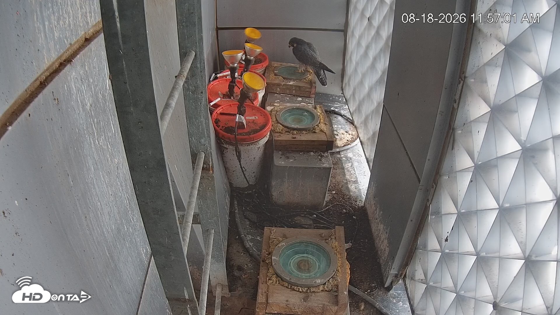 Snapshot of Reston Town Center Falcon Live Cam taken Aug 18, 2026, 11:58am EDT