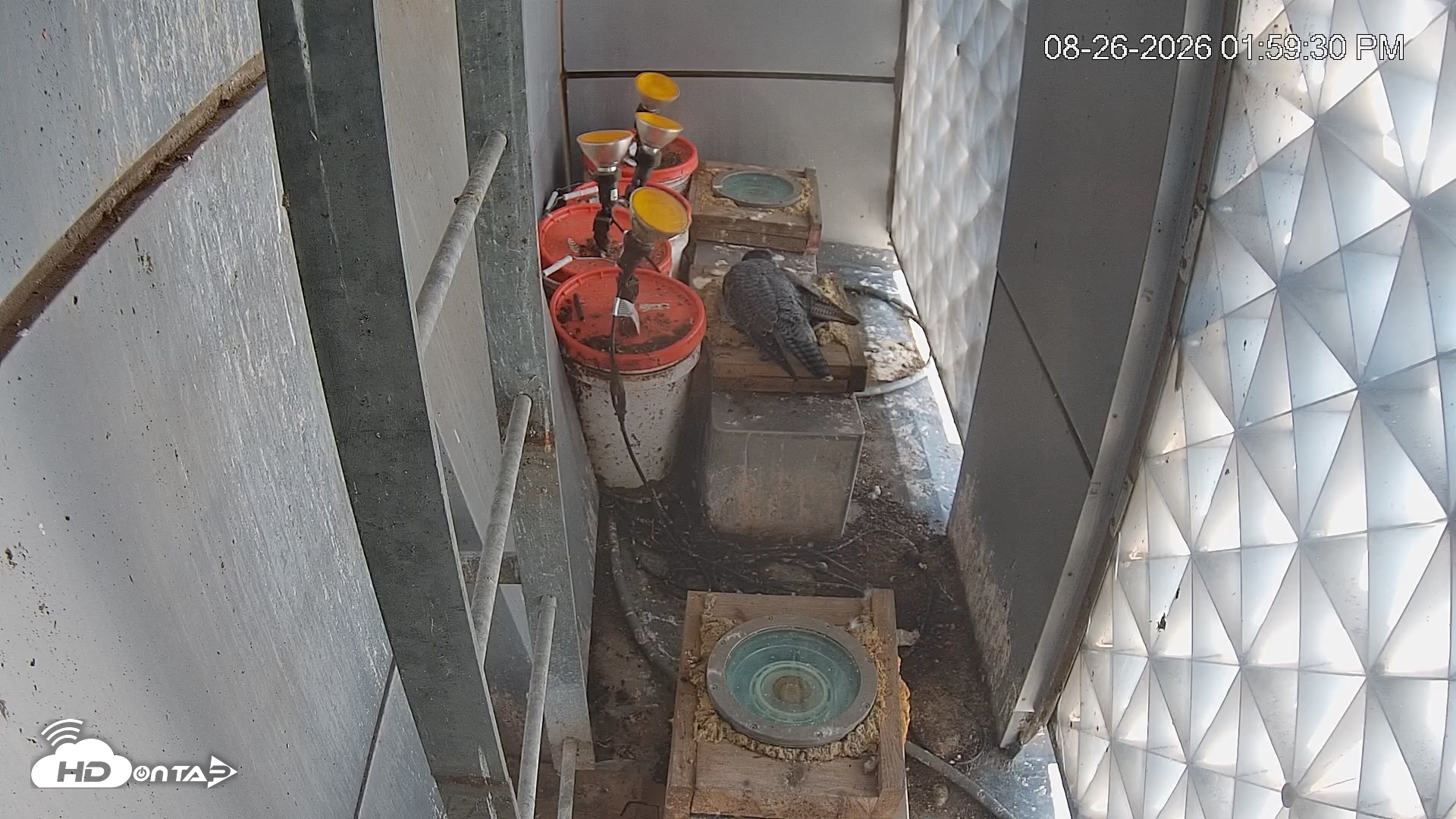 Snapshot of Reston Town Center Falcon Live Cam taken Aug 26, 2026, 2:00pm EDT