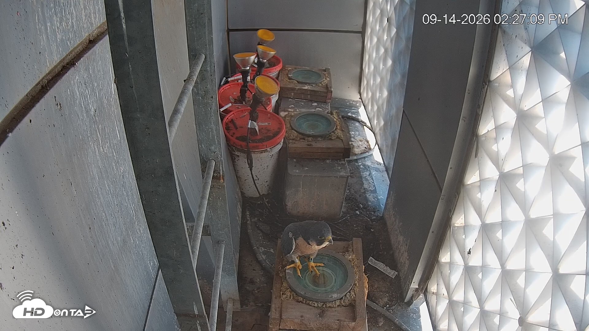 Snapshot of Reston Town Center Falcon Live Cam taken Sep 14, 2026, 2:28pm EDT
