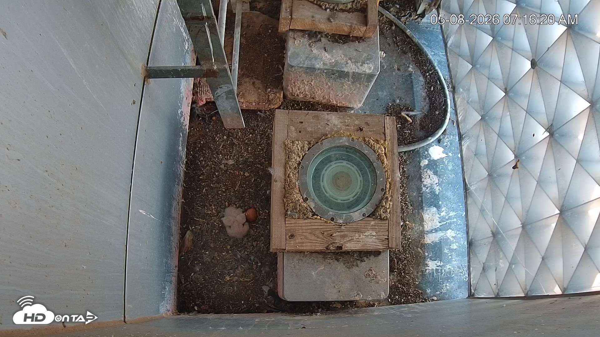 Snapshot of Reston Town Center Falcon Live Cam taken May 8, 2026, 7:17am EDT
