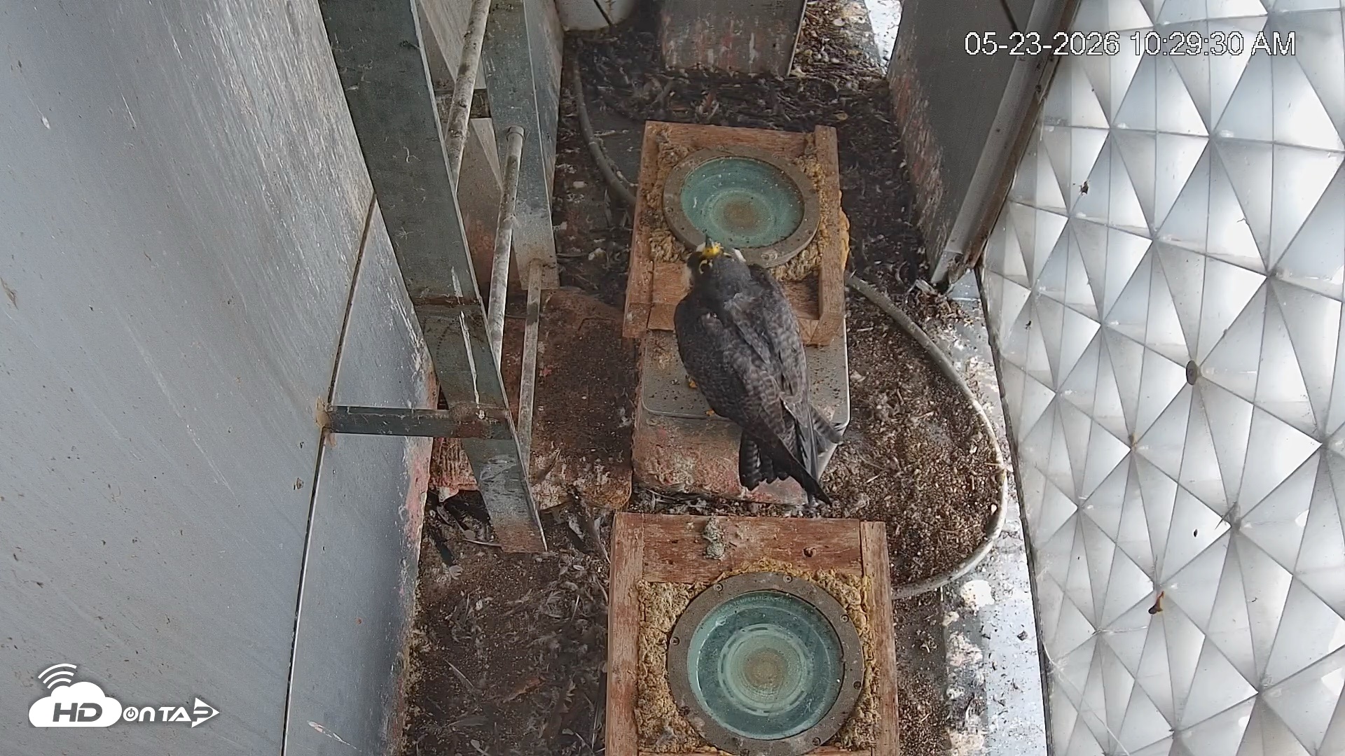 Snapshot of Reston Town Center Falcon Live Cam taken May 23, 2026, 10:30am EDT