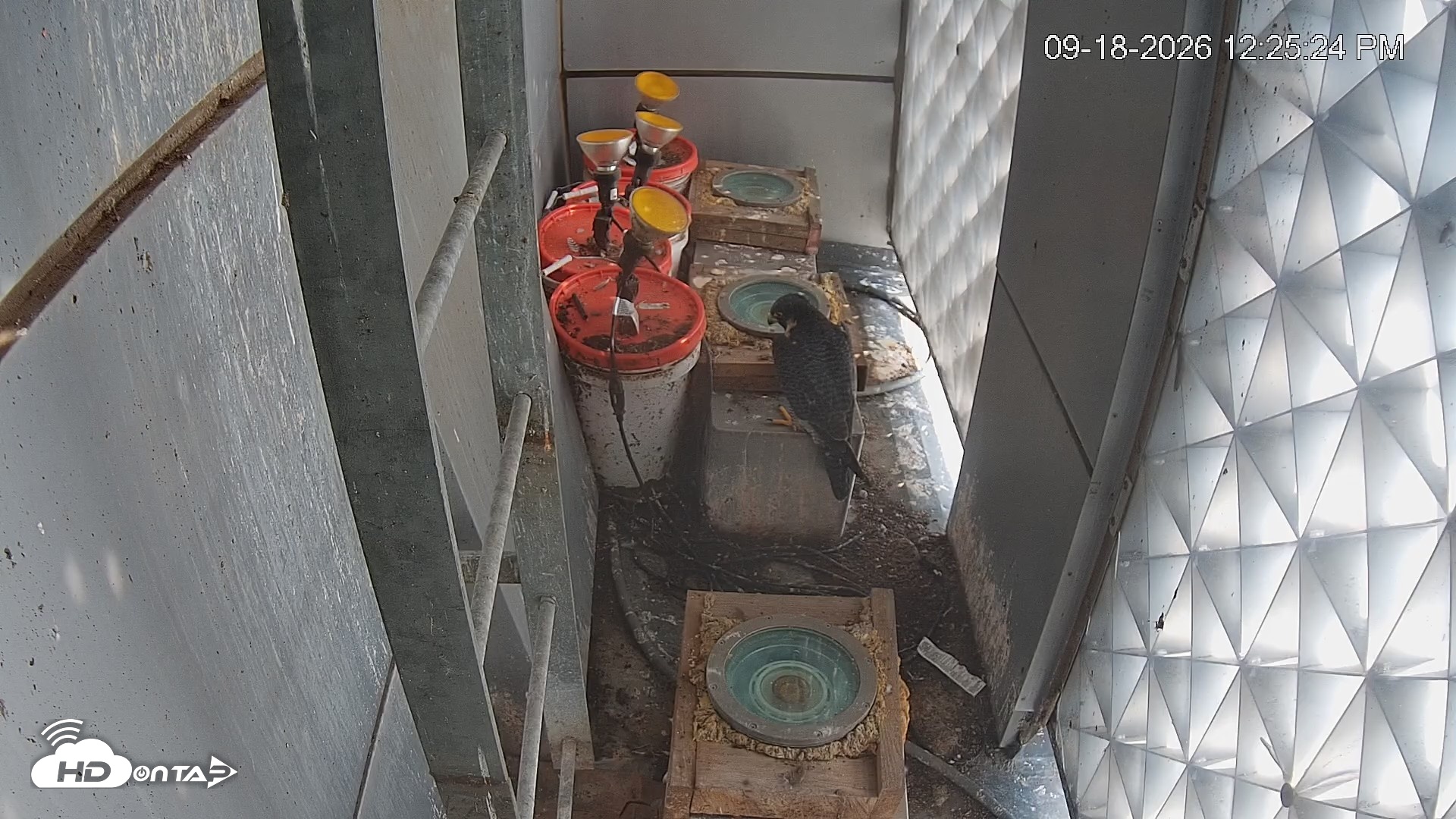 Snapshot of Reston Town Center Falcon Live Cam taken Sep 18, 2026, 12:26pm EDT