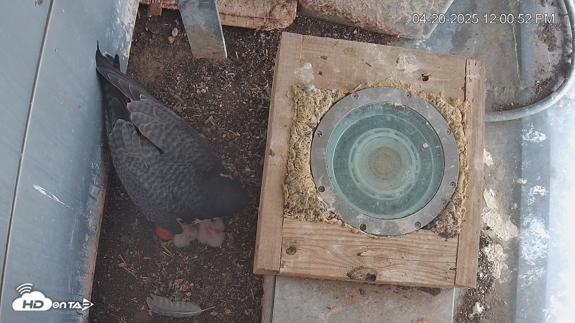 Snapshot of Reston Town Center Falcon Cam Live taken Apr 20, 2025, 12:01pm EDT