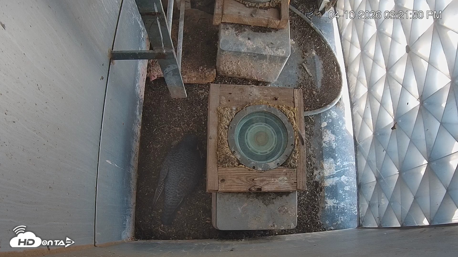 Snapshot of Reston Town Center Falcon Live Cam taken Apr 10, 2026, 3:22pm EDT