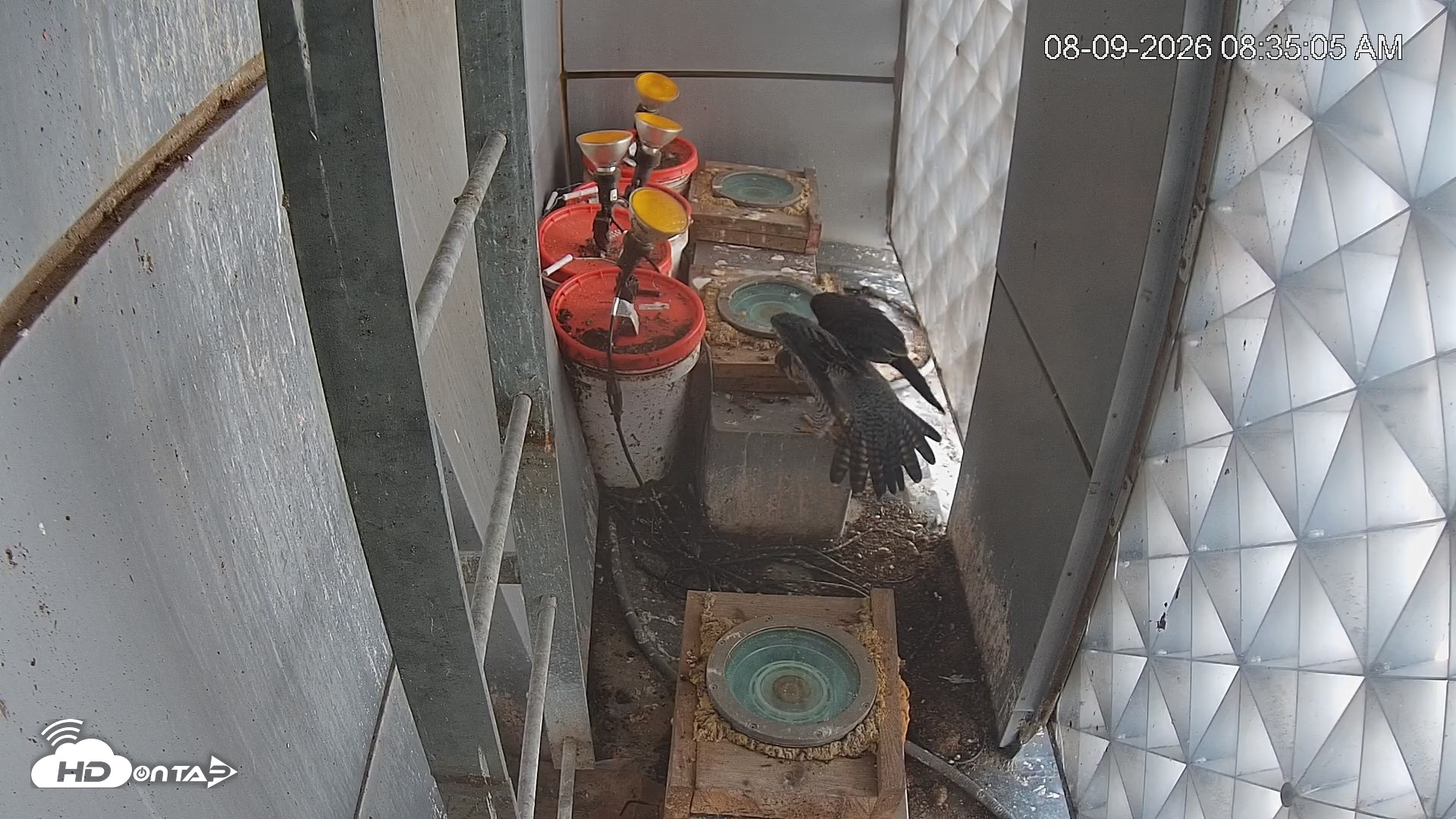 Snapshot of Reston Town Center Falcon Live Cam taken Aug 9, 2026, 8:35am EDT