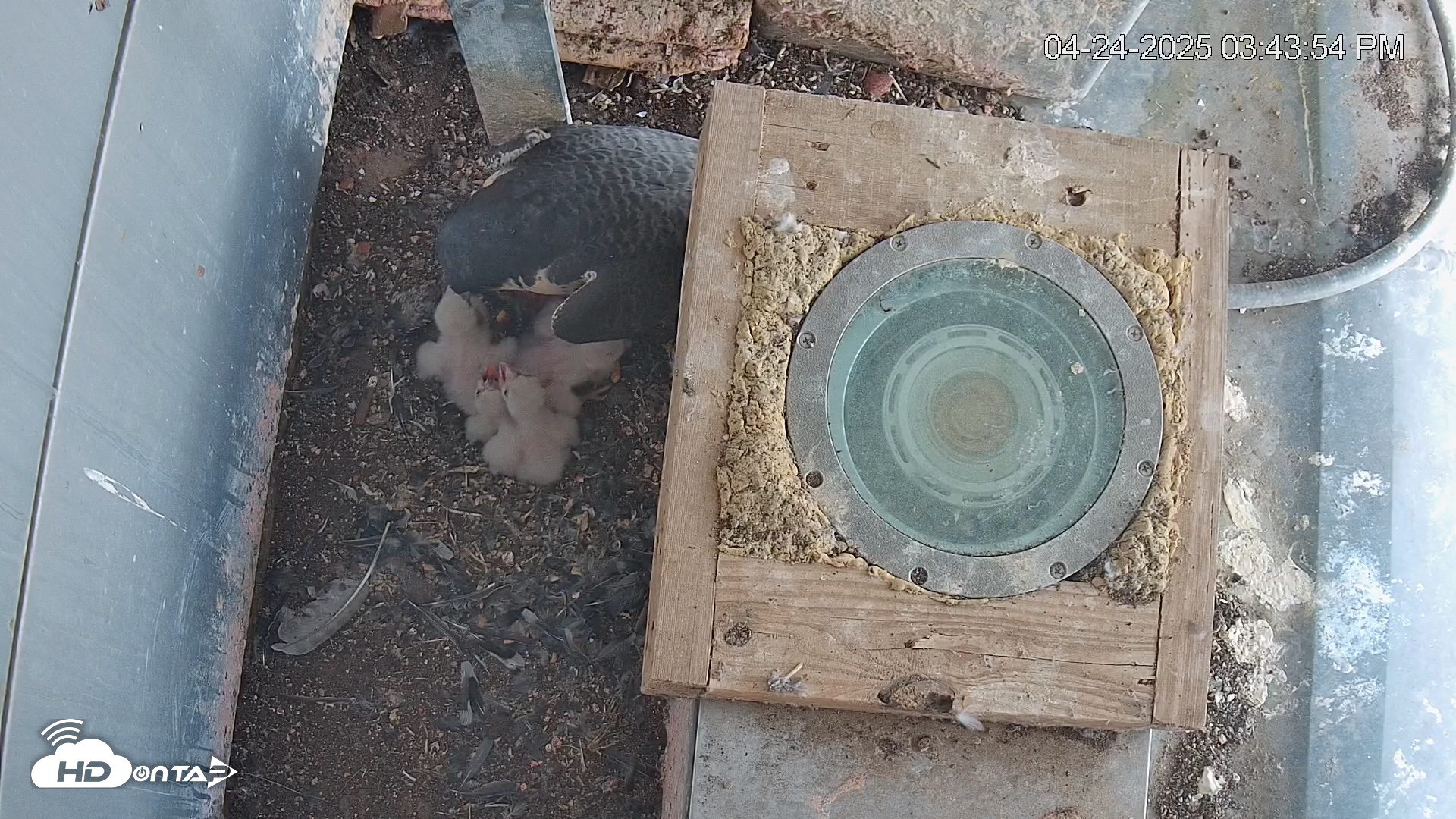 Snapshot of Reston Town Center Falcon Cam Live taken Apr 24, 2025, 3:44pm EDT
