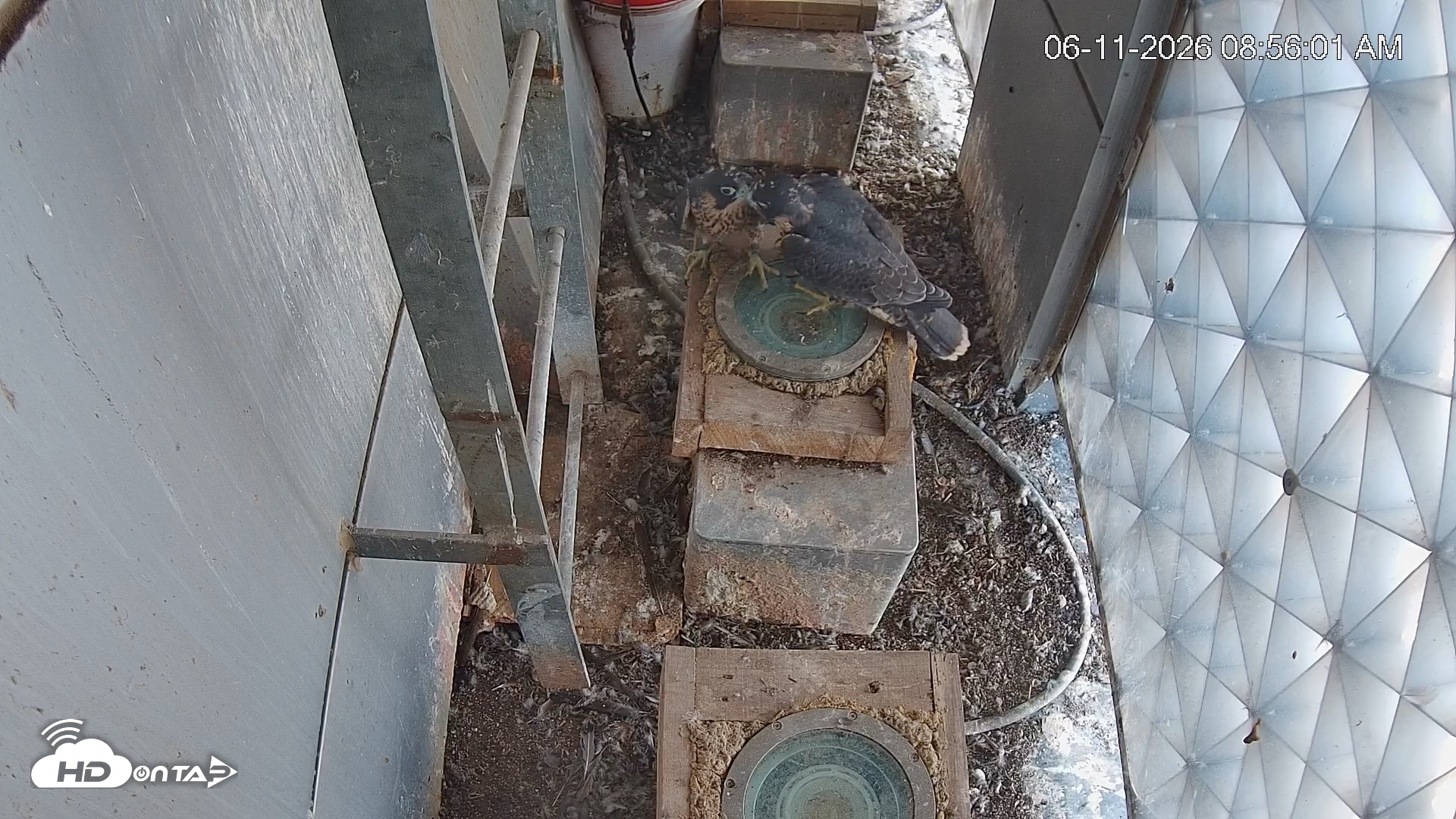 Snapshot of Reston Town Center Falcon Live Cam taken Jun 11, 2026, 8:57am EDT