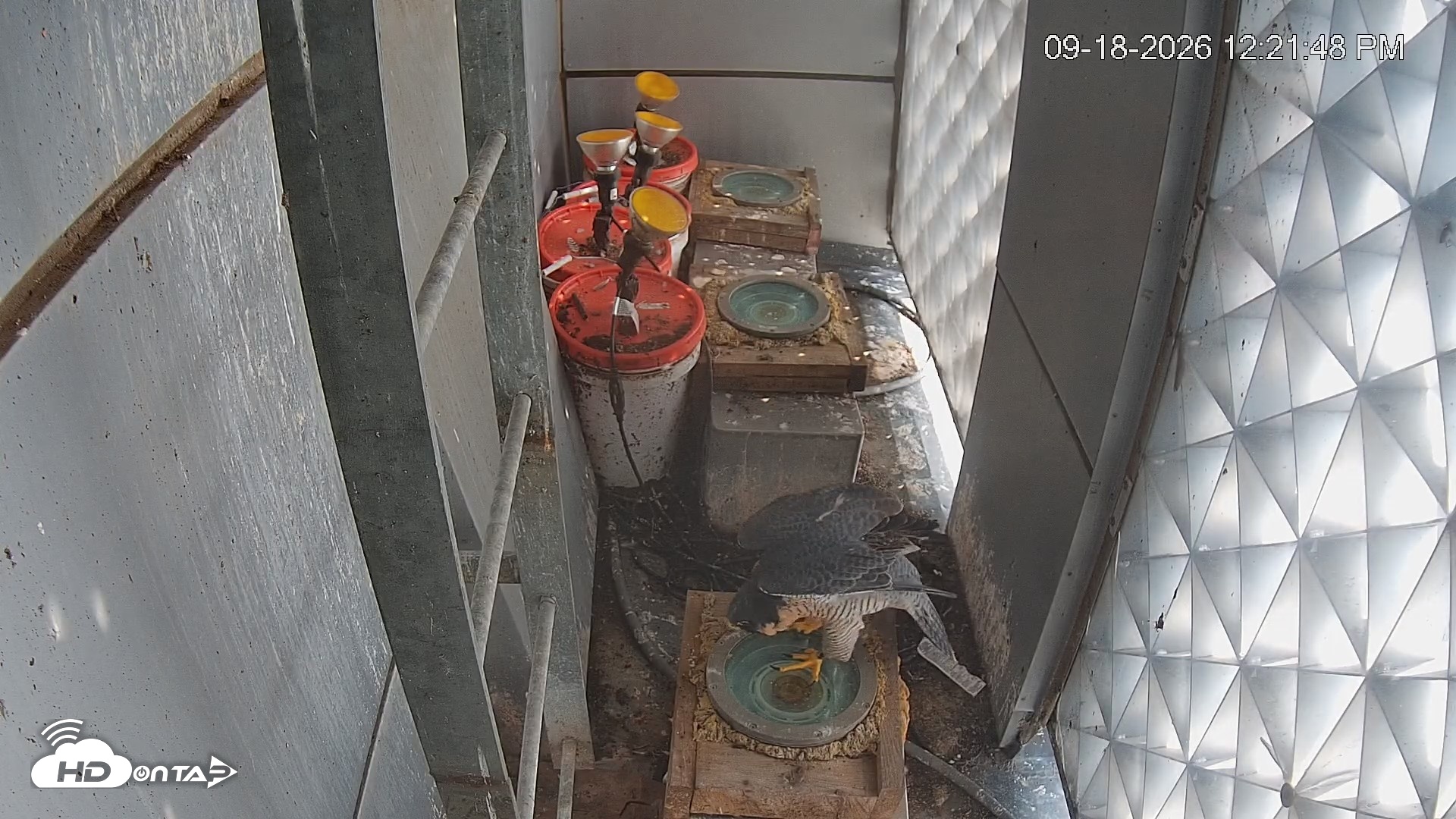 Snapshot of Reston Town Center Falcon Live Cam taken Sep 18, 2026, 12:22pm EDT