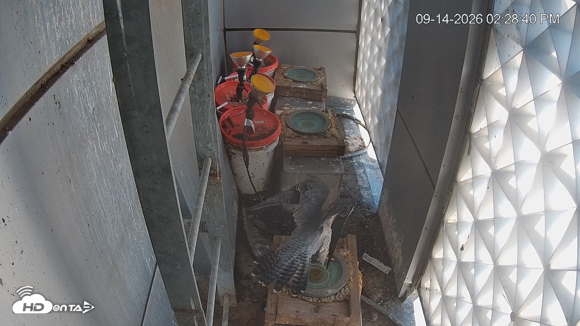 Snapshot of Reston Town Center Falcon Live Cam taken Sep 14, 2026, 2:29pm EDT