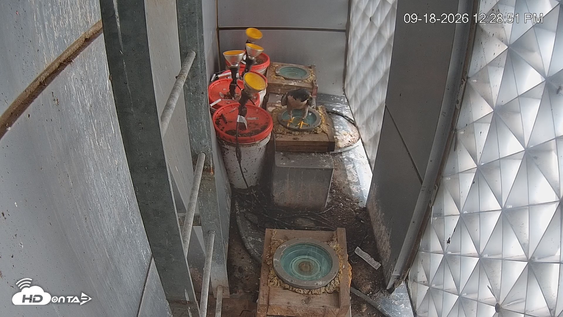 Snapshot of Reston Town Center Falcon Live Cam taken Sep 18, 2026, 12:29pm EDT