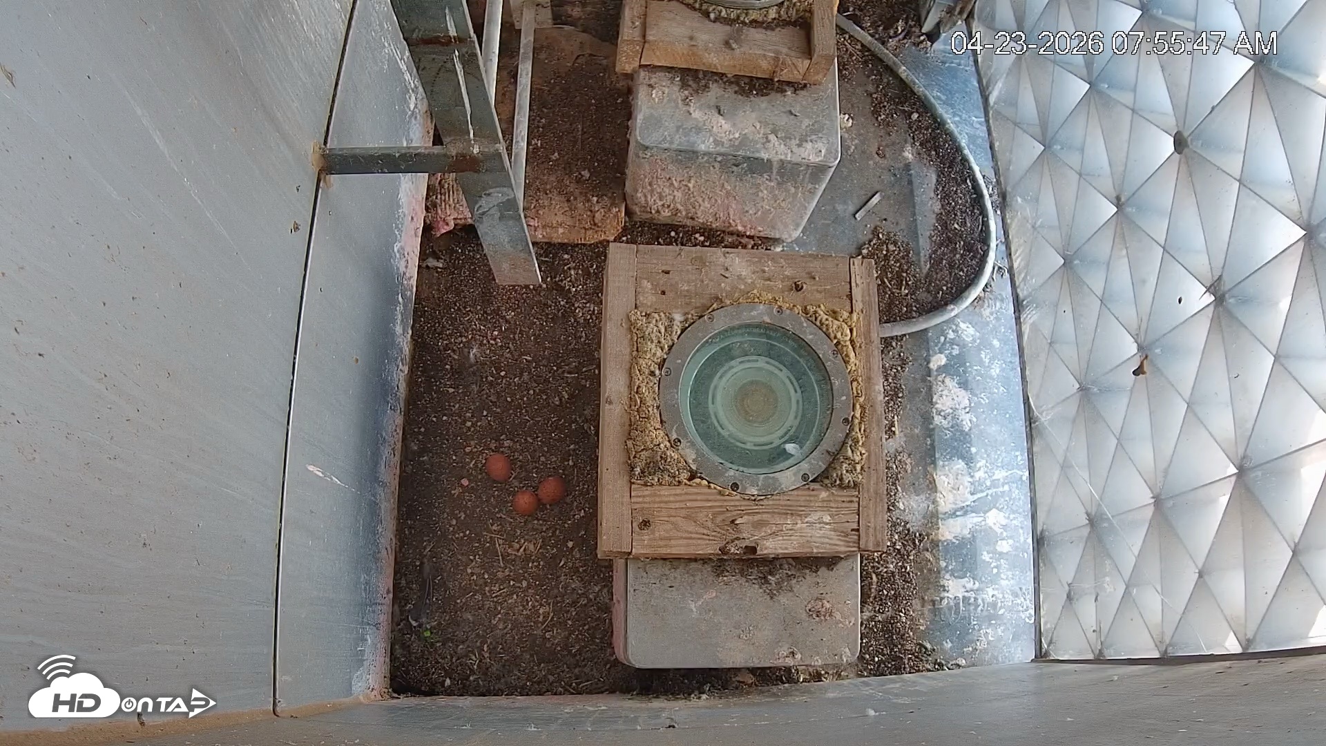 Snapshot of Reston Town Center Falcon Live Cam taken Apr 23, 2026, 7:56am EDT