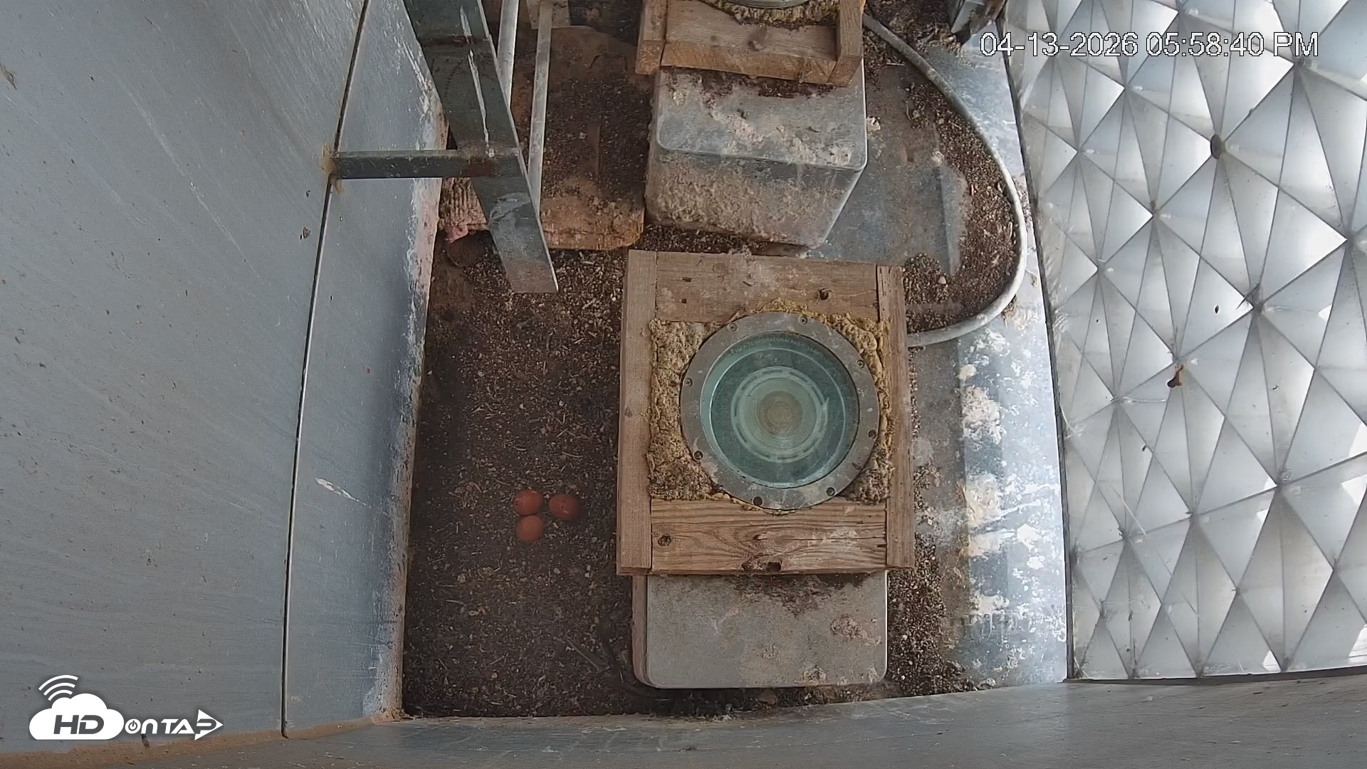 Snapshot of Reston Town Center Falcon Live Cam taken Apr 13, 2026, 5:59pm EDT