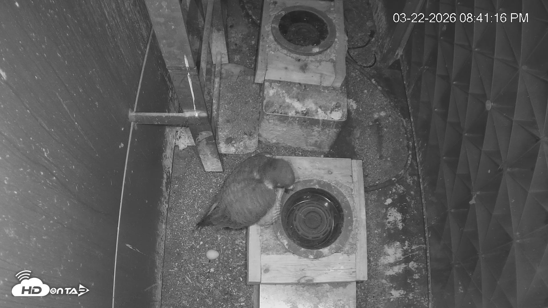 Snapshot of Reston Town Center Falcon Live Cam taken Mar 22, 2026, 8:41pm EDT