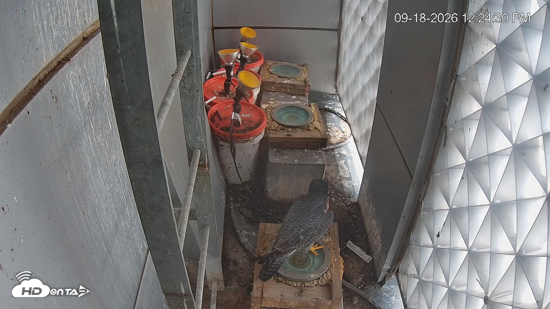 Snapshot of Reston Town Center Falcon Live Cam taken Sep 18, 2026, 12:25pm EDT