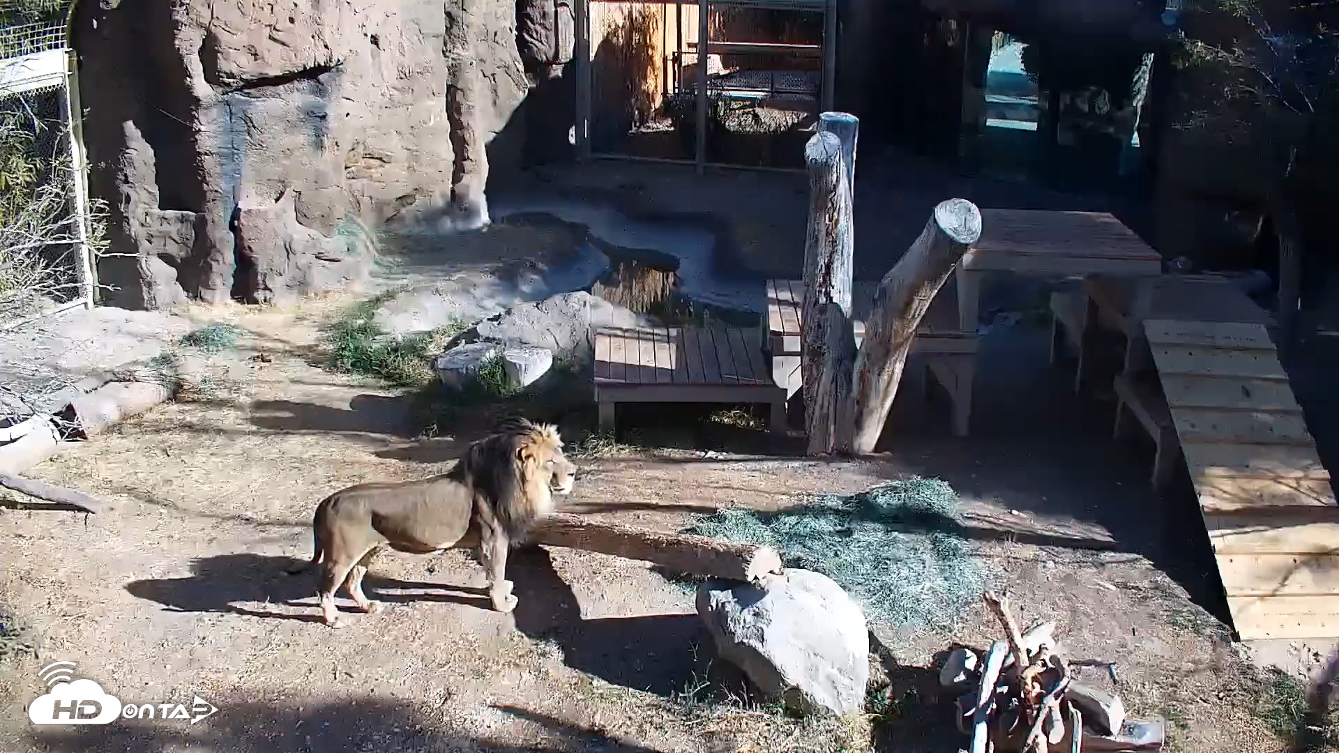 Snapshot of Reid Park Zoo Lions taken Feb 28, 2025, 9:27am MST