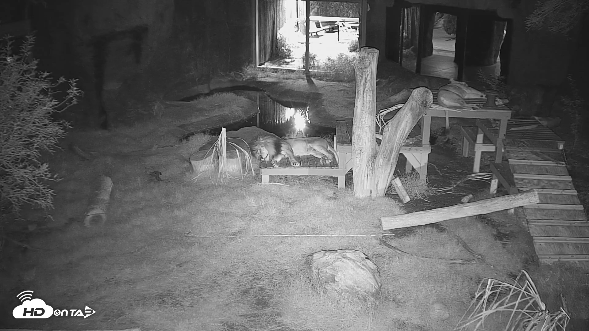 Snapshot of Reid Park Zoo Lions Live Webcam taken Sep 12, 2026, 8:34pm MST
