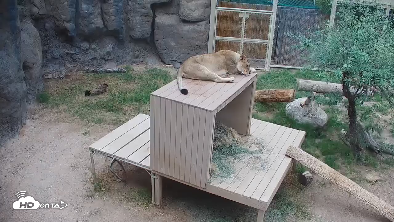 Snapshot of Reid Park Zoo Lions Live Webcam taken Oct 9, 2025, 10:17am MST