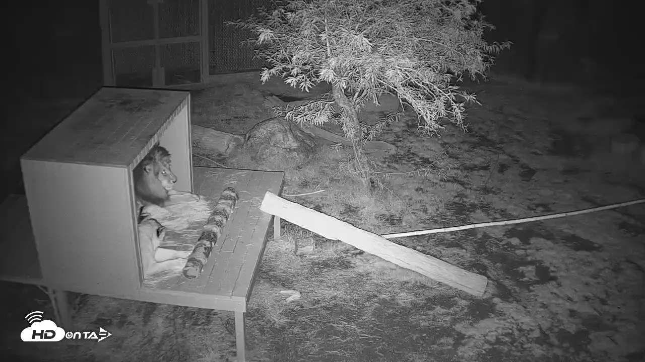 Snapshot of Reid Park Zoo Lions Live Webcam taken Nov 26, 2025, 6:40pm MST